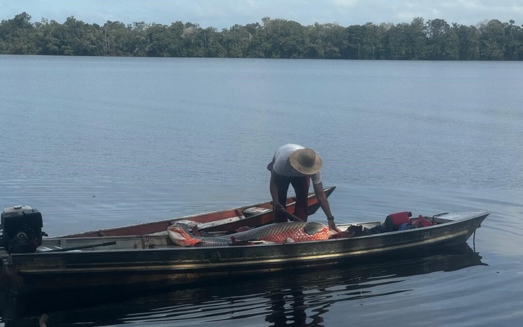 Território, comunidades e conservação: uma etnografia do pirarucu