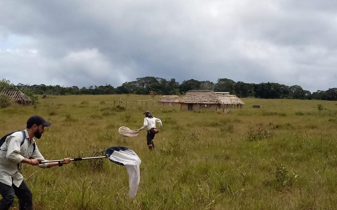 No “Mundo Perdido”: pesquisas revelam a origem e a diversidade de borboletas nos tepuis