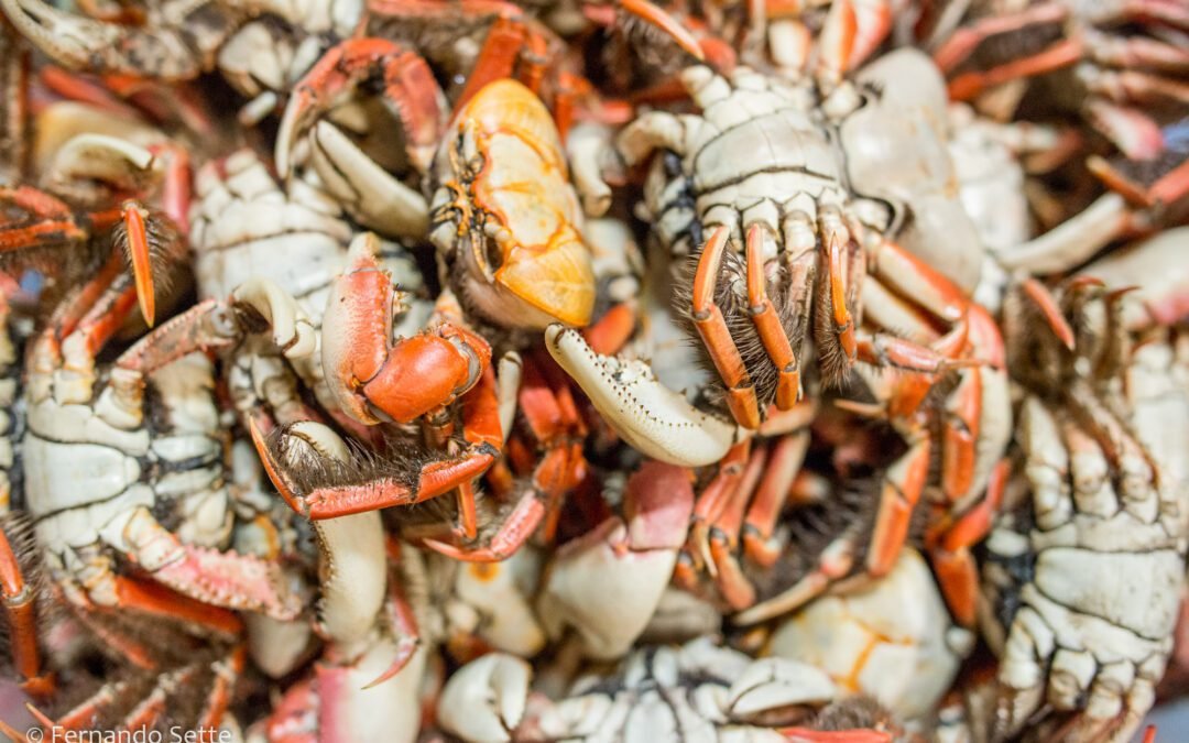 Comerciantes e atravessadores de caranguejo no Pará receberam treinamento para transporte sustentável do produto