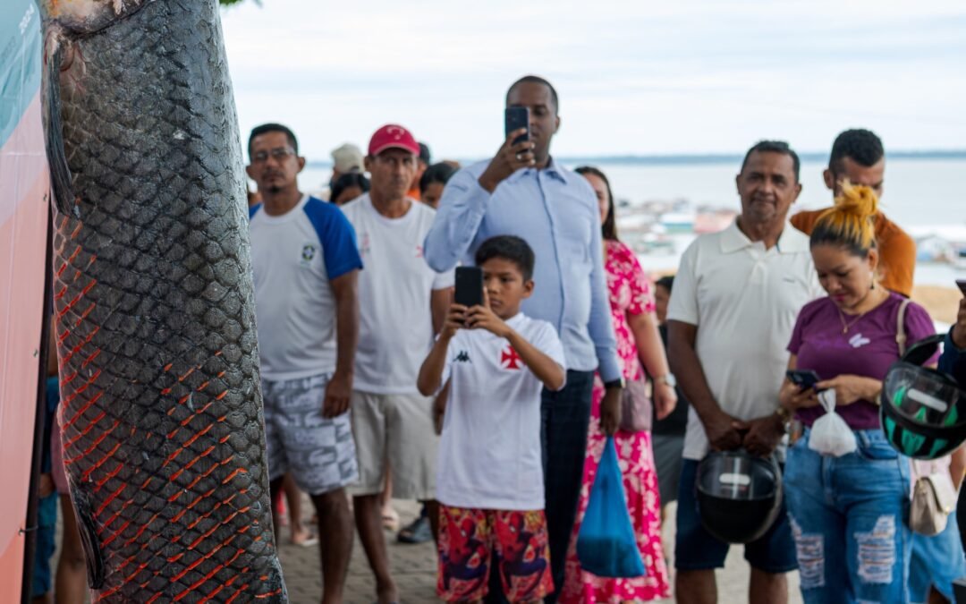Feiras de pirarucu manejado movimentam Bauana, Alvarães e Tefé, no Amazonas