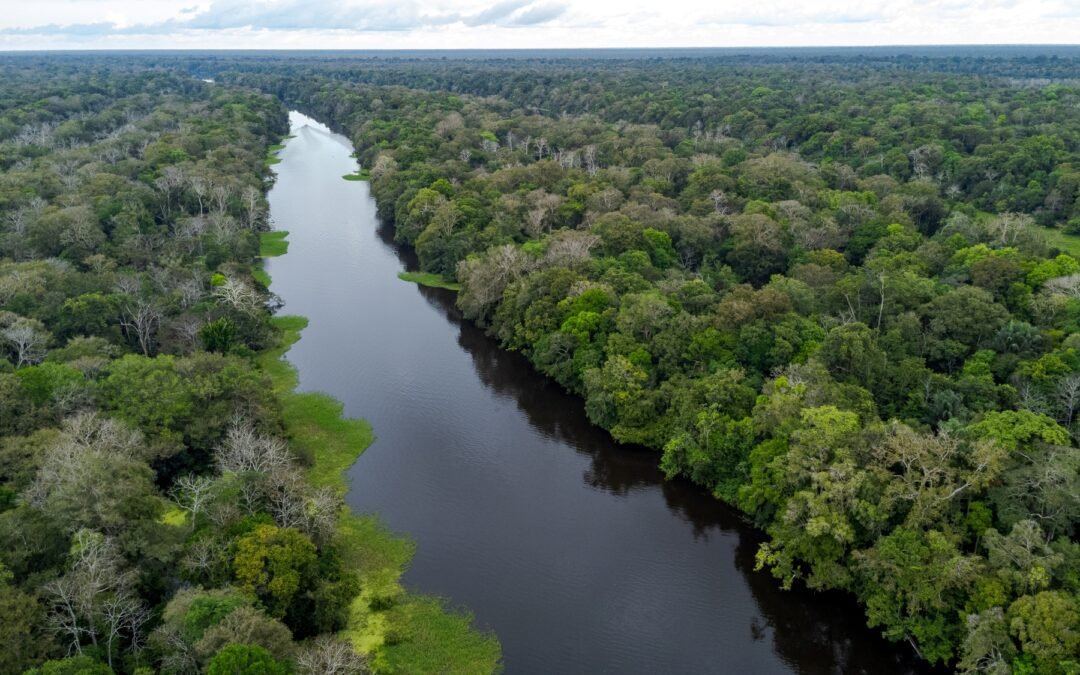 Pesquisadores testam drones para monitorar ninhos de tartarugas em praias da Amazônia