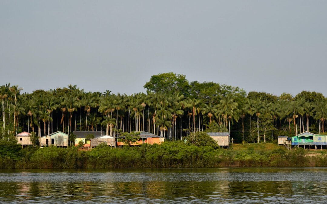 Ribeirinhos cultivam mesmas espécies que indígenas da Amazônia Antiga, mostra estudo