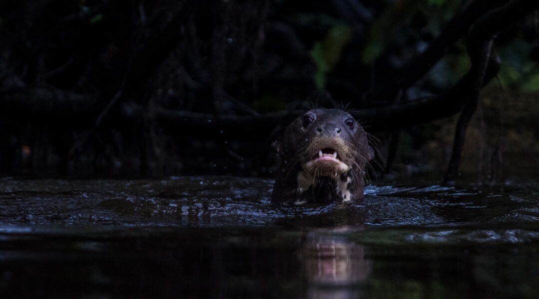 Após morte de filhote resgatado, pesquisador alerta sobre ameaças às ariranhas na Amazônia