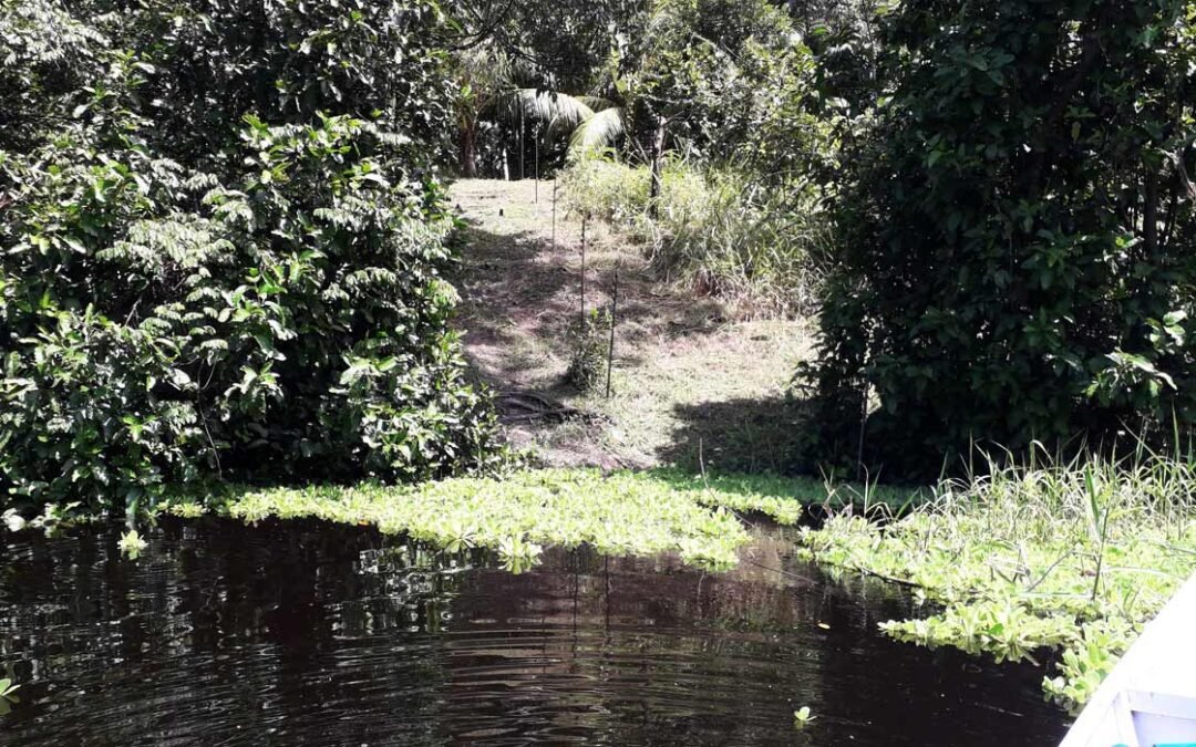Arqueólogos descobrem conjunto de ilhas artificiais pré-coloniais na Amazônia