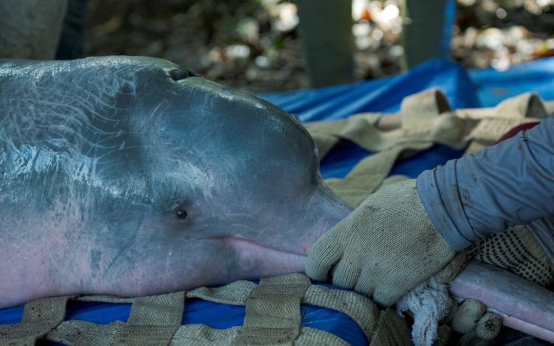 Captura científica de botos-vermelhos busca compreender ecologia e saúde da espécie na Amazônia Central
