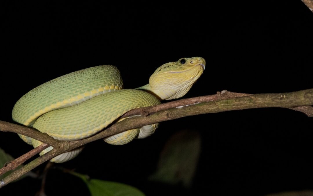 Pela primeira vez, maior evento de herpetologia do Brasil será sediado no Amazonas