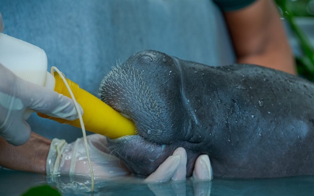 Filhote de peixe-boi é resgatado no interior do Amazonas