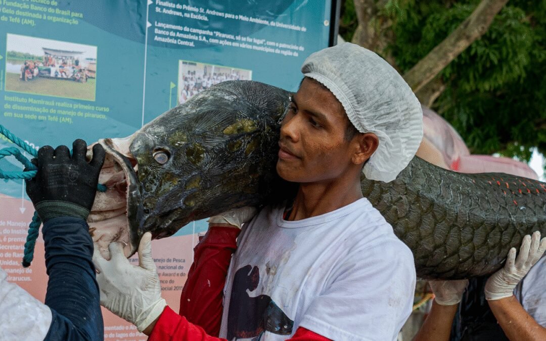 Tefé recebe neste final de semana a 21ª Feira do Pirarucu de Manejo Sustentável