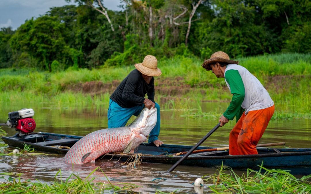 Jovem pesquisador da Amazônia conquista prêmio nacional por estudo sobre manejo sustentável do pirarucu