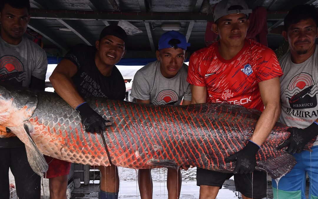Comercialização de 8 toneladas de pirarucu marca a 21ª Feira do Pirarucu de Manejo Sustentável de Tefé, no Amazonas