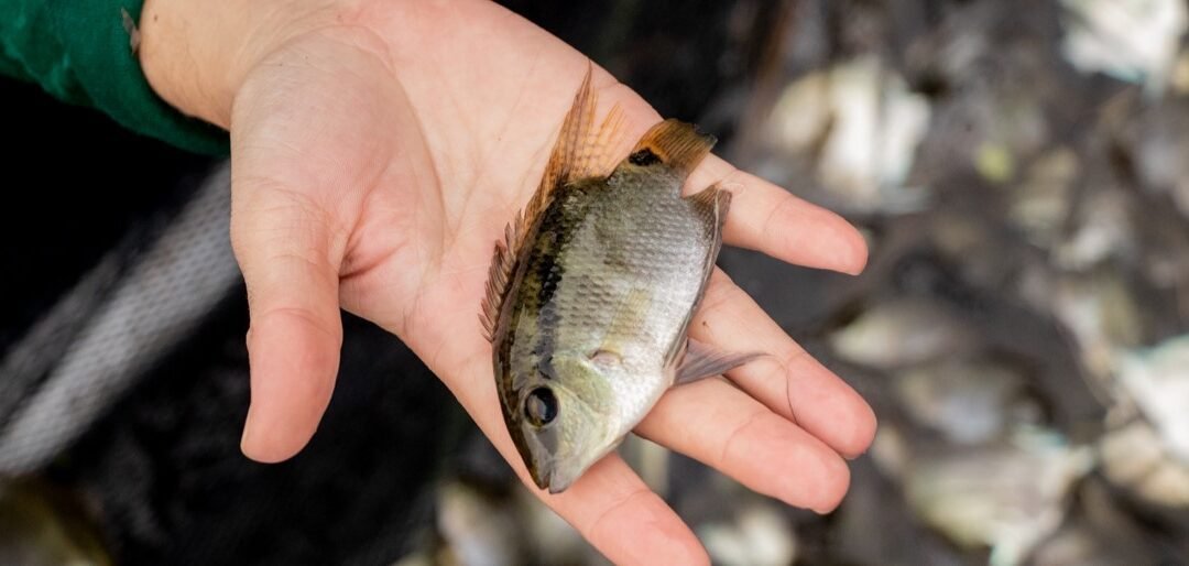 Porque os ecossistemas tropicais são tão diversos?